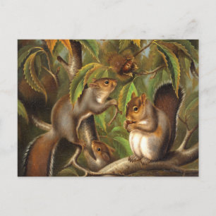 Squirrels in a Chestnut Tree Painting Postcard