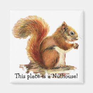 Squirrels This place is a Nuthouse! Humour Magnet