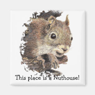 Squirrels This place is a Nuthouse! Humour Magnet