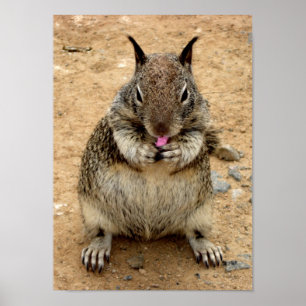 Squirrely Squirrel Poster