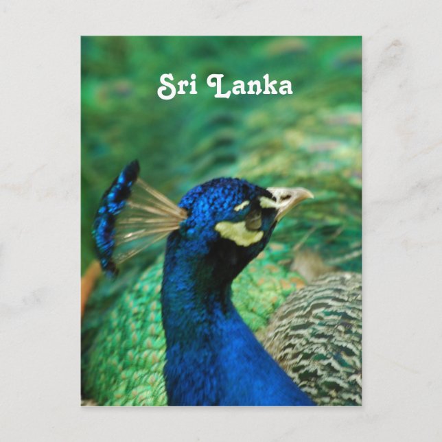 Sri Lanka Peafowl Postcard (Front)