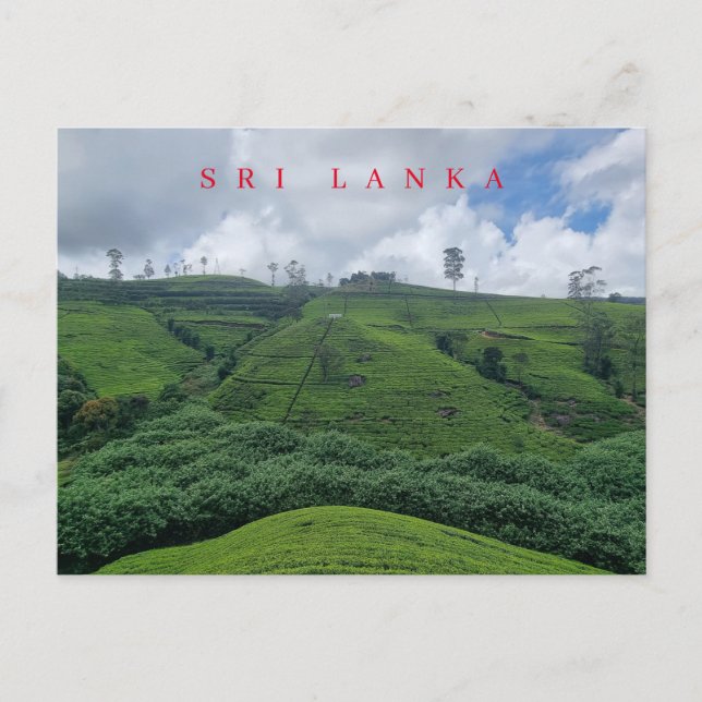 Sri Lanka tea plantation view postcard (Front)