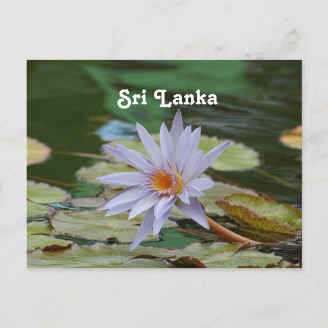 Sri Lanka Water Lily Postcard (Front)