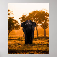 Sri Lankan Elephant at Sunset