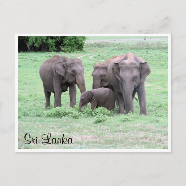 sri lankan elephants postcard (Front)