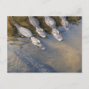 St. Augustine Alligator Farm # 2 Postcard