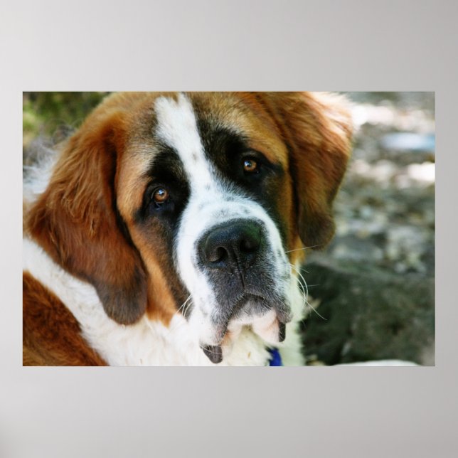 st bernard dog post poster (Front)
