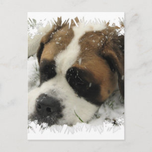 St Bernard Dog Postcard
