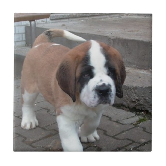 st bernard pup tile (Front)