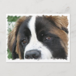 St Bernard Puppies Postcard