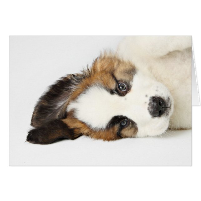 St. Bernard Puppy (Front Horizontal)