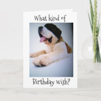 ST. BERNARD SENDS "HUGE" BIRTHDAY WISHES