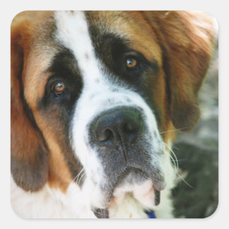 St. Bernard Square Sticker