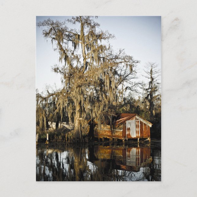 St Charles Parish Swamp Reflections Postcard (Front)