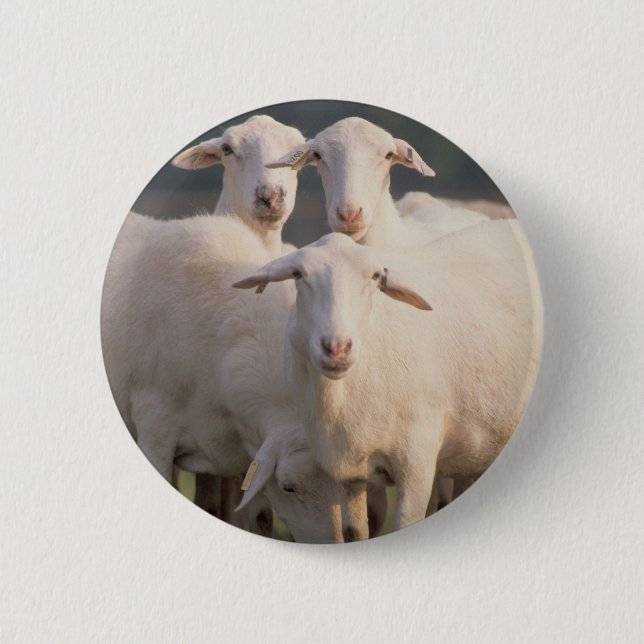 St. Croix sheep 6 Cm Round Badge (Front)