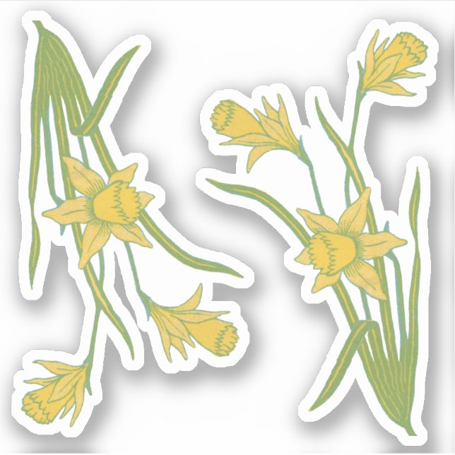 St. David's or St. Piran's Day Daffodils (fL) - (Front)