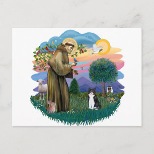 St Francis (ff) - Black and white cat Postcard