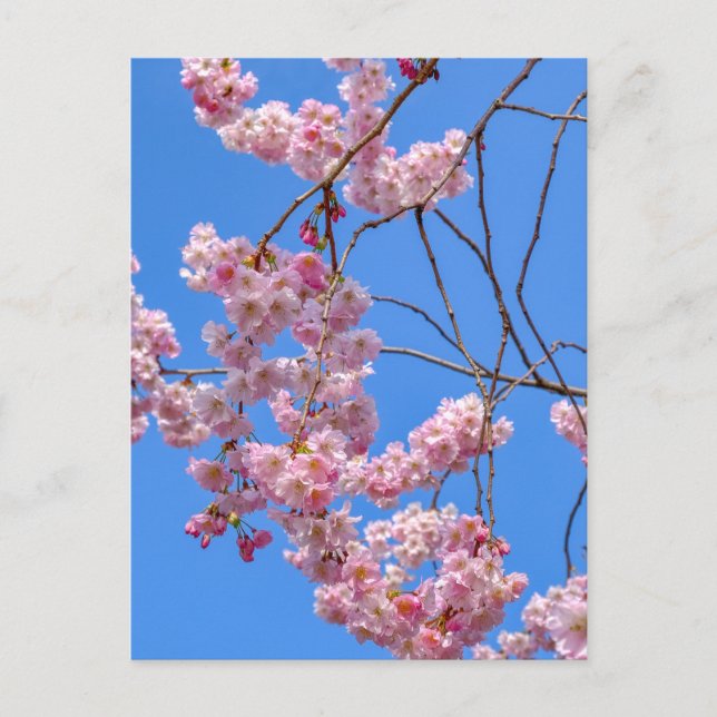 St James's Park London UK Postcard (Front)