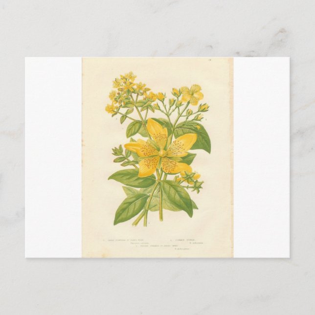 St. John's Wort, Botanical Flower Print Postcard (Front)