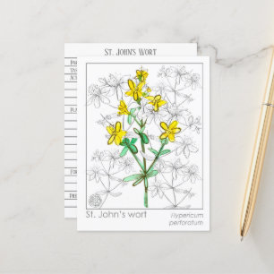 St. John's Wort Herb Materia Medica Cards Herbal