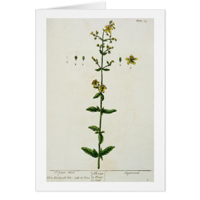 St. John's Wort, plate 15 from 'A Curious Herbal', (Front)