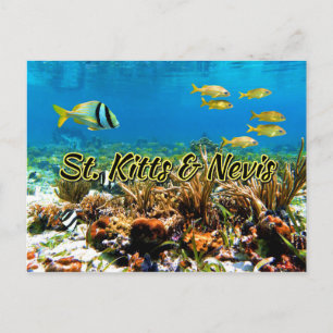St. Kitts & Nevis coral reef Postcard
