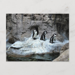 St Louis Zoo 2009 Postcard