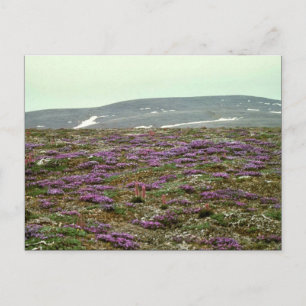 St. Matthew Island, Blackish (or Purple) Oxytrope Postcard