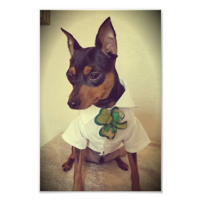 St. Min Pin Photo Print (Front)