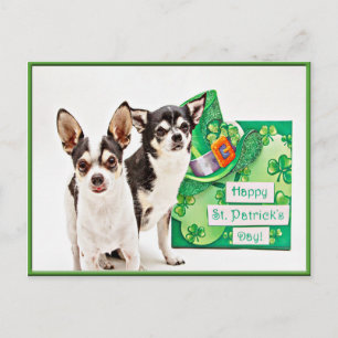 St. Patrick's Day Chihuahua's Postcard