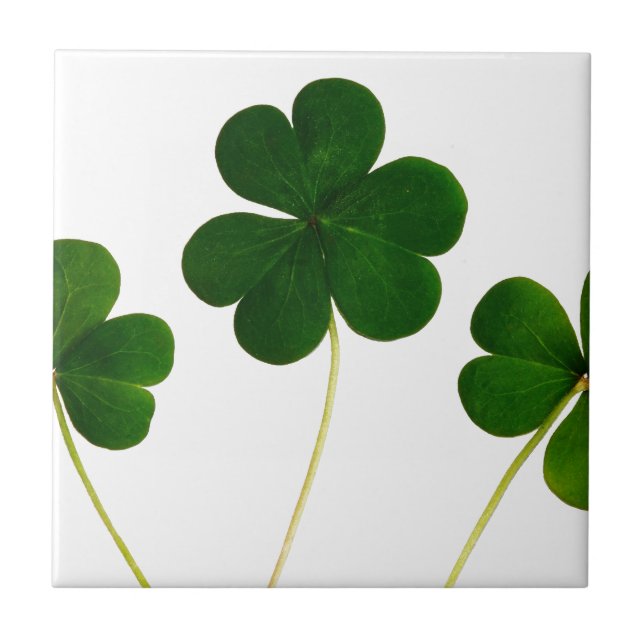 st patricks day clover shamrock tile (Front)