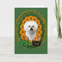 St Patricks - Pot of Gold - Bichon Frise