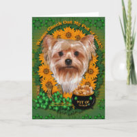 St Patricks - Pot of Gold - Yorkshire Terrier