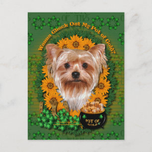 St Patricks - Pot of Gold - Yorkshire Terrier Postcard