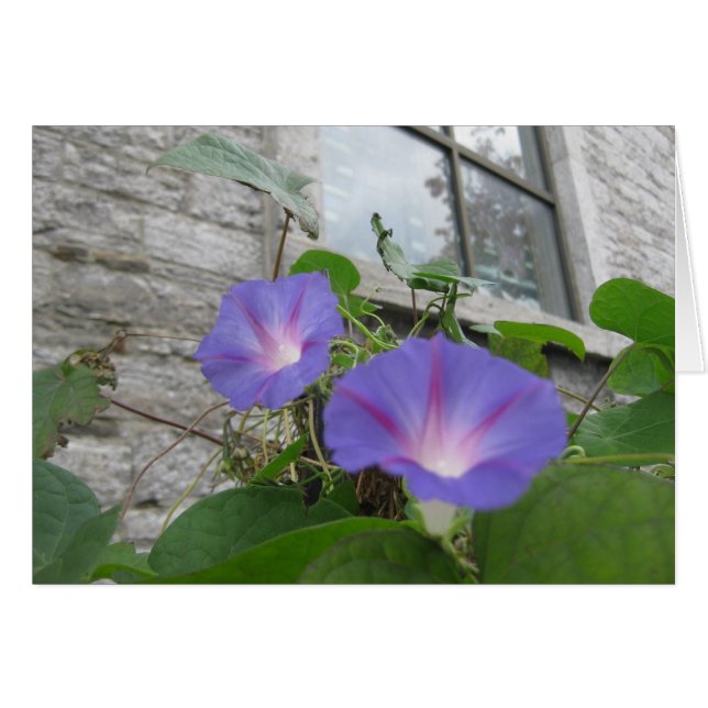 St. Paul's morning glory with window (Front Horizontal)