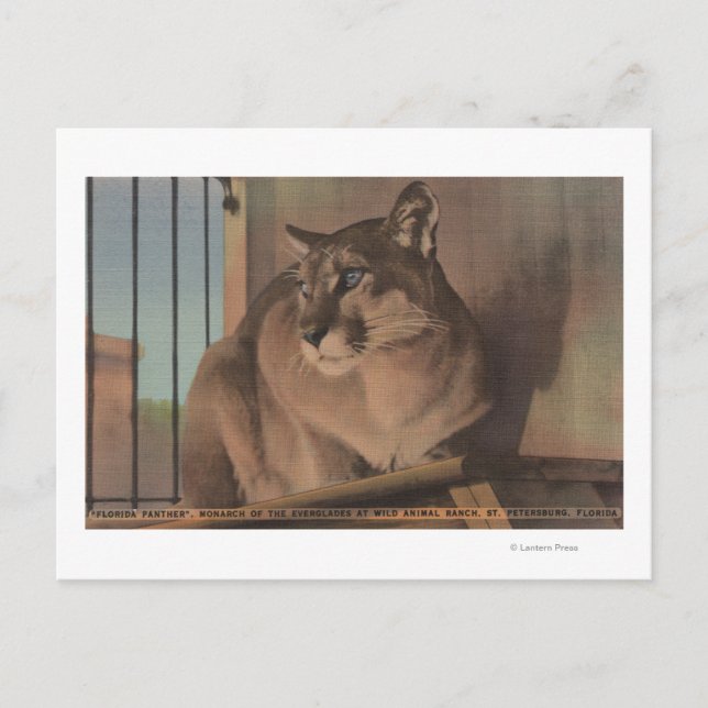 St. Petersburg, Florida - Picture Of Florida Postcard (Front)