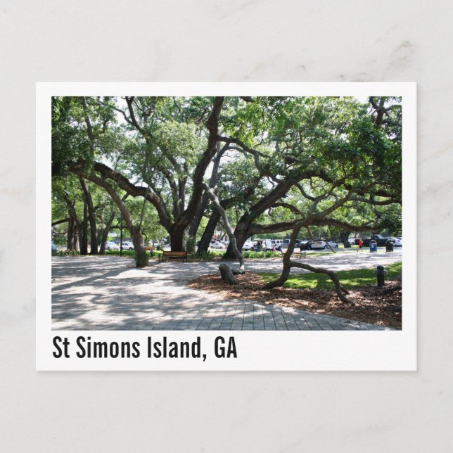 St Simons GA Wandering Oak Tree Postcard (Front)