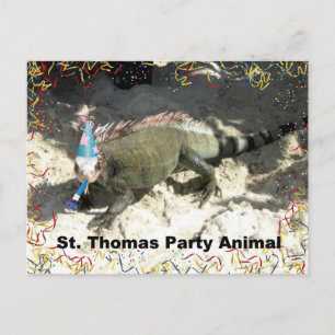 St. Thomas Party Animal! Postcard