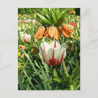 Stacey's Floral Design's Postcard