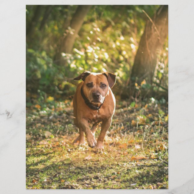 Staffordshire bull terrier (Front)