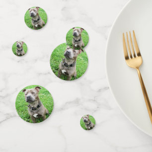 Staffordshire Bull Terrier At Attention,  Confetti