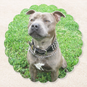 Staffordshire Bull Terrier At Attention, Paper Coaster