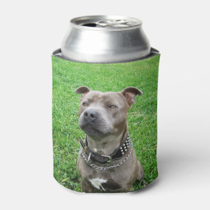 Staffordshire Bull Terrier, Can Cooler
