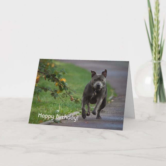Staffordshire Bull Terrier Card (Front)