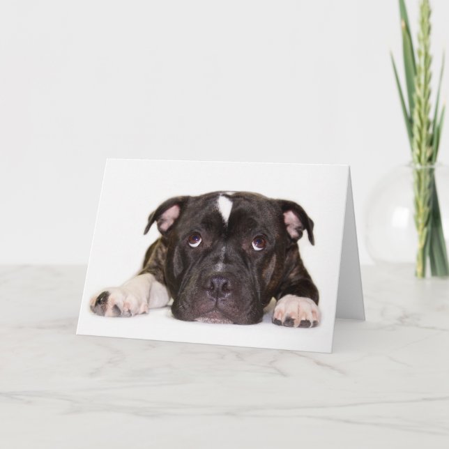 Staffordshire bull terrier Card R001 (Front)