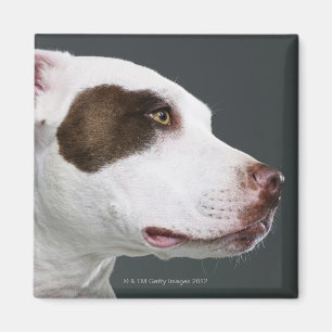 Staffordshire bull terrier, close-up magnet