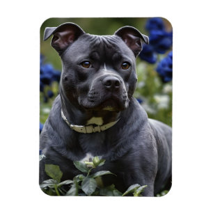 Staffordshire Bull Terrier In Blue Rose Garden, Magnet