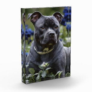Staffordshire Bull Terrier In Blue Rose Garden, Photo Block