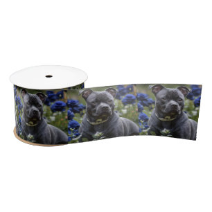 Staffordshire Bull Terrier In Blue Rose Garden,  Satin Ribbon