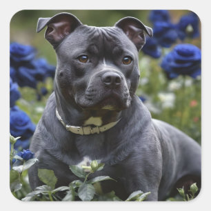 Staffordshire Bull Terrier In Blue Rose Garden, Square Sticker